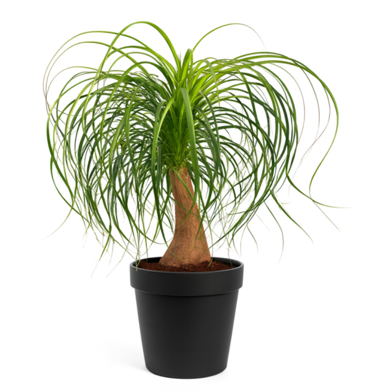 Nolina Plant Large